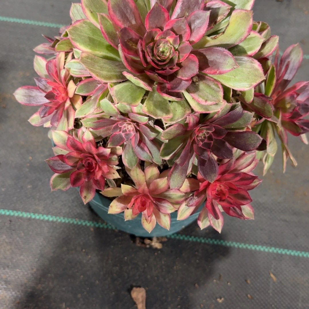 黑魔禁多肉植物老庄039