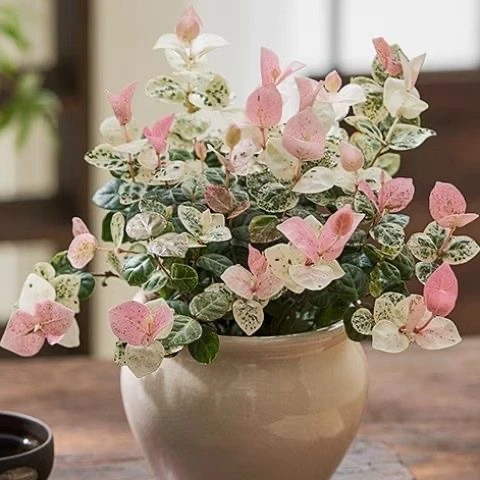 花叶络石花苗盆栽彩叶络石吊兰四季垂吊耐热耐寒植物庭院绿植花卉