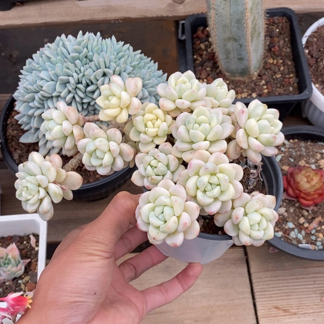 ༺****༻劳尔锦多肉植物