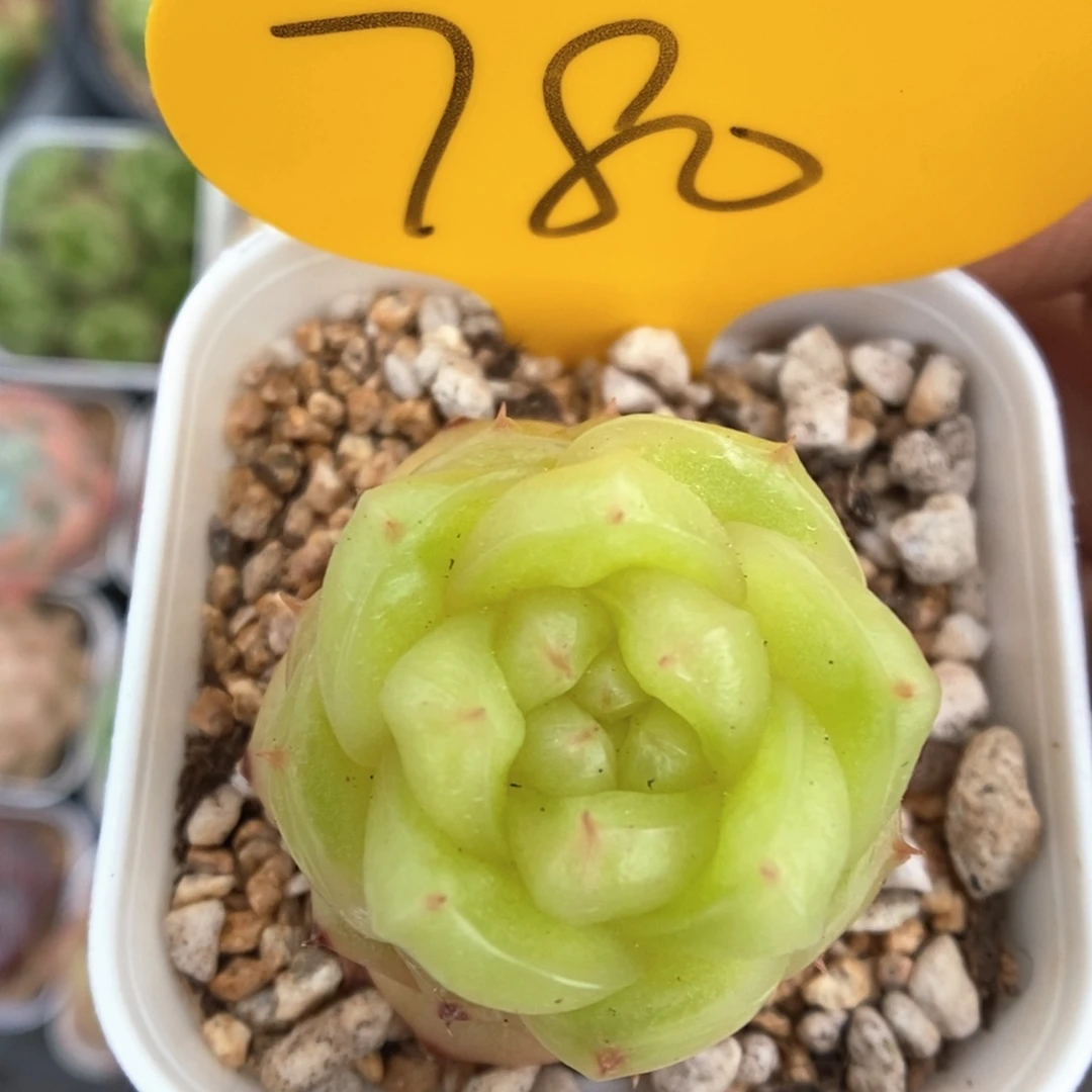 玉芷珍妮780号。