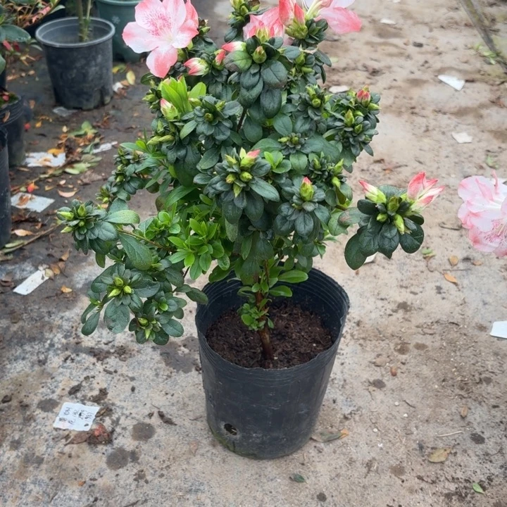 完全开放如意杜鹃花