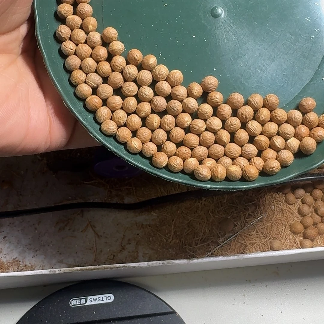 凤眼菩提吊坠野生酸枣核