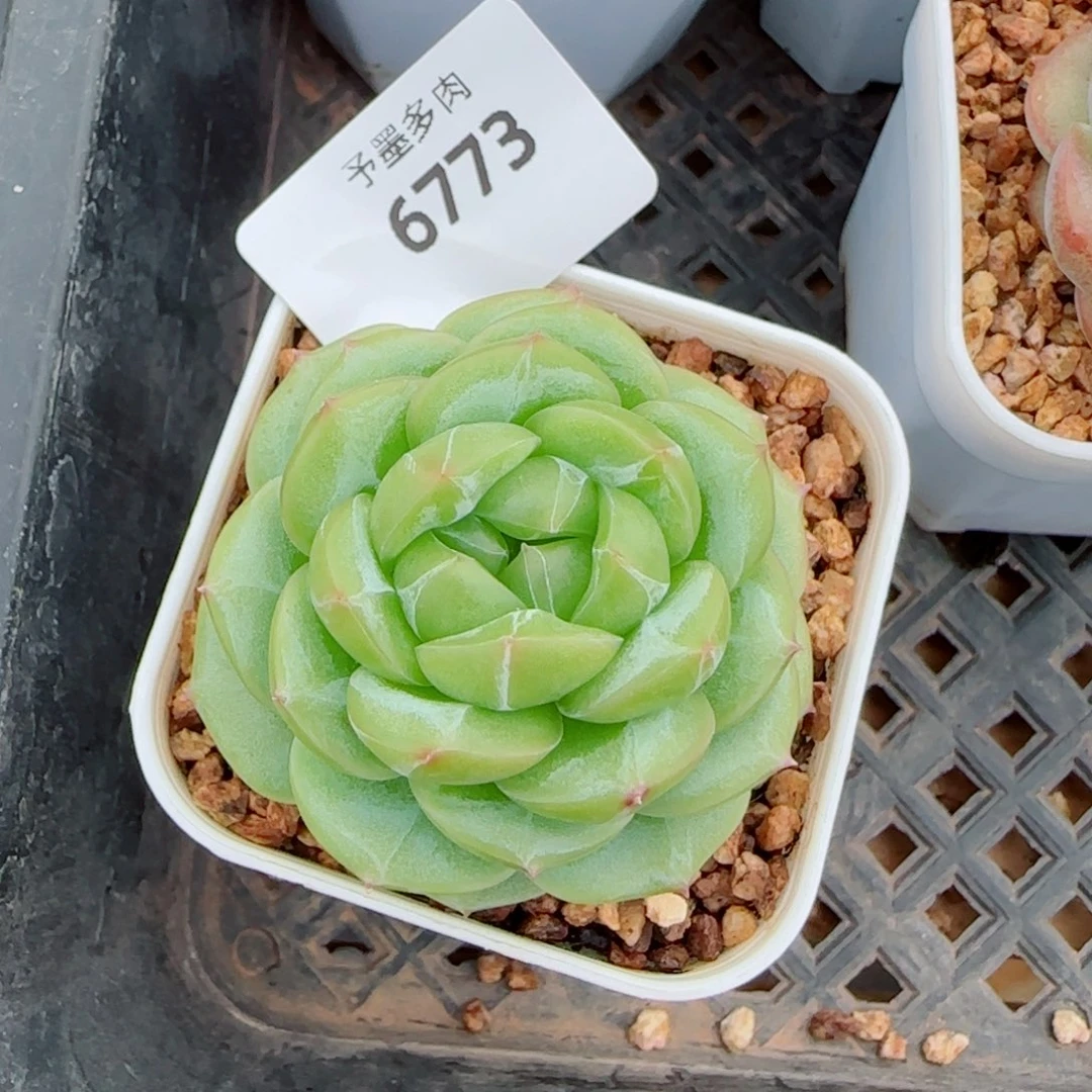 绿体财富密码，6773多肉植物