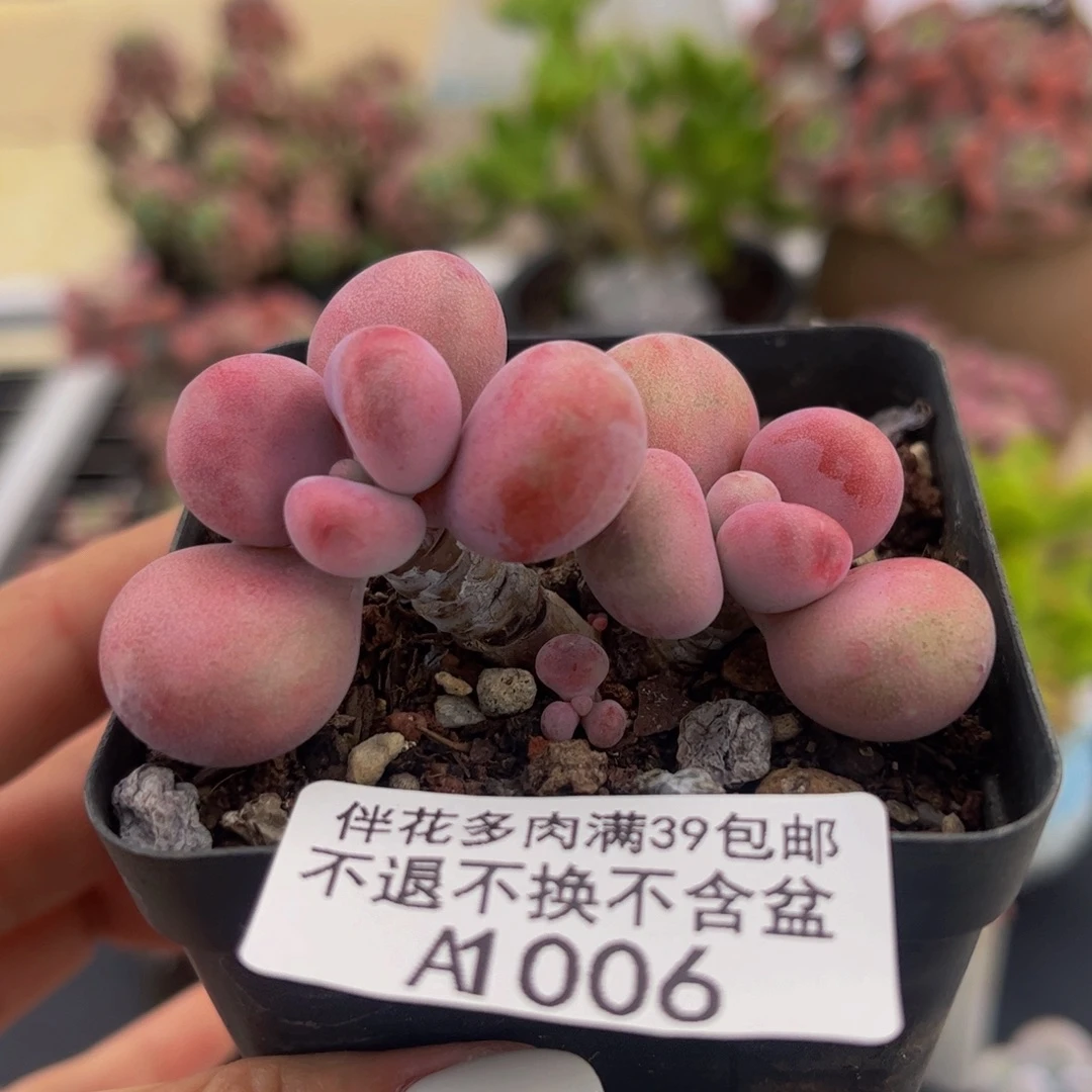 006-腰子蛋多肉4cm