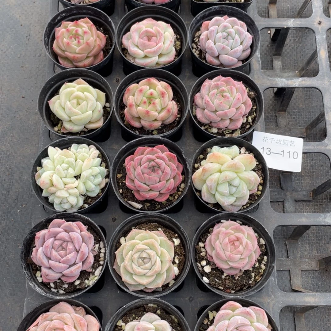 一物一拍18棵13-110