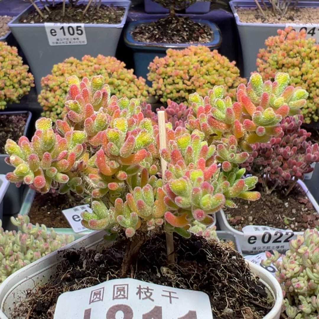 【闪购商品】d811小精控冰川枝干番杏