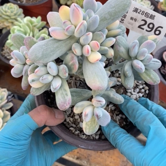 296一一一一一一一一一