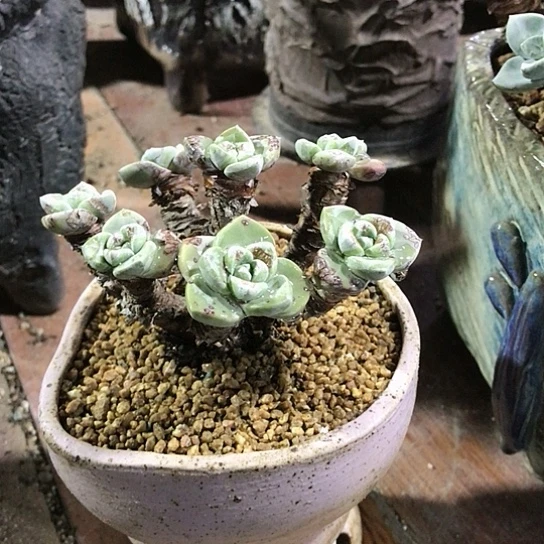 韩货苹果叶仙女棒杯