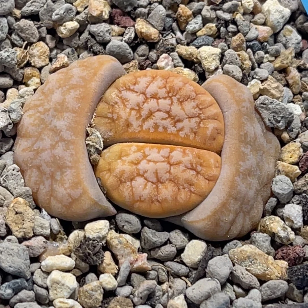 8188山脉拿铁一颗