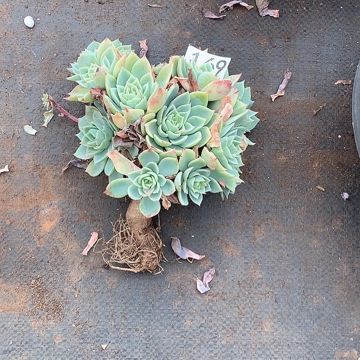 169三色堇一物一拍多肉