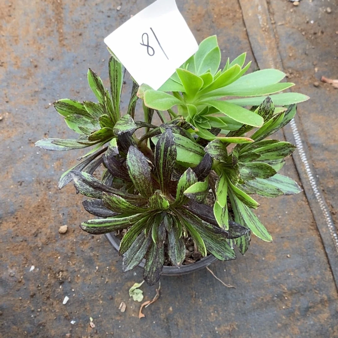 81原始绿水墨丹青砍过多肉