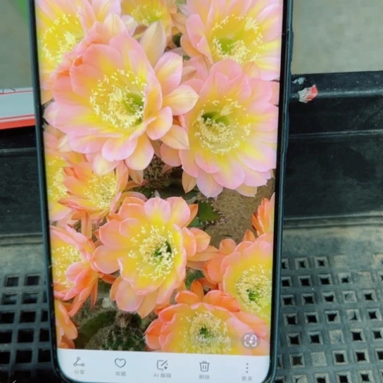 下53彩草绿冰歪无根侧芽4公分左右20包邮