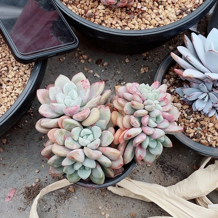 花瓣路缀化108一盆6545454649