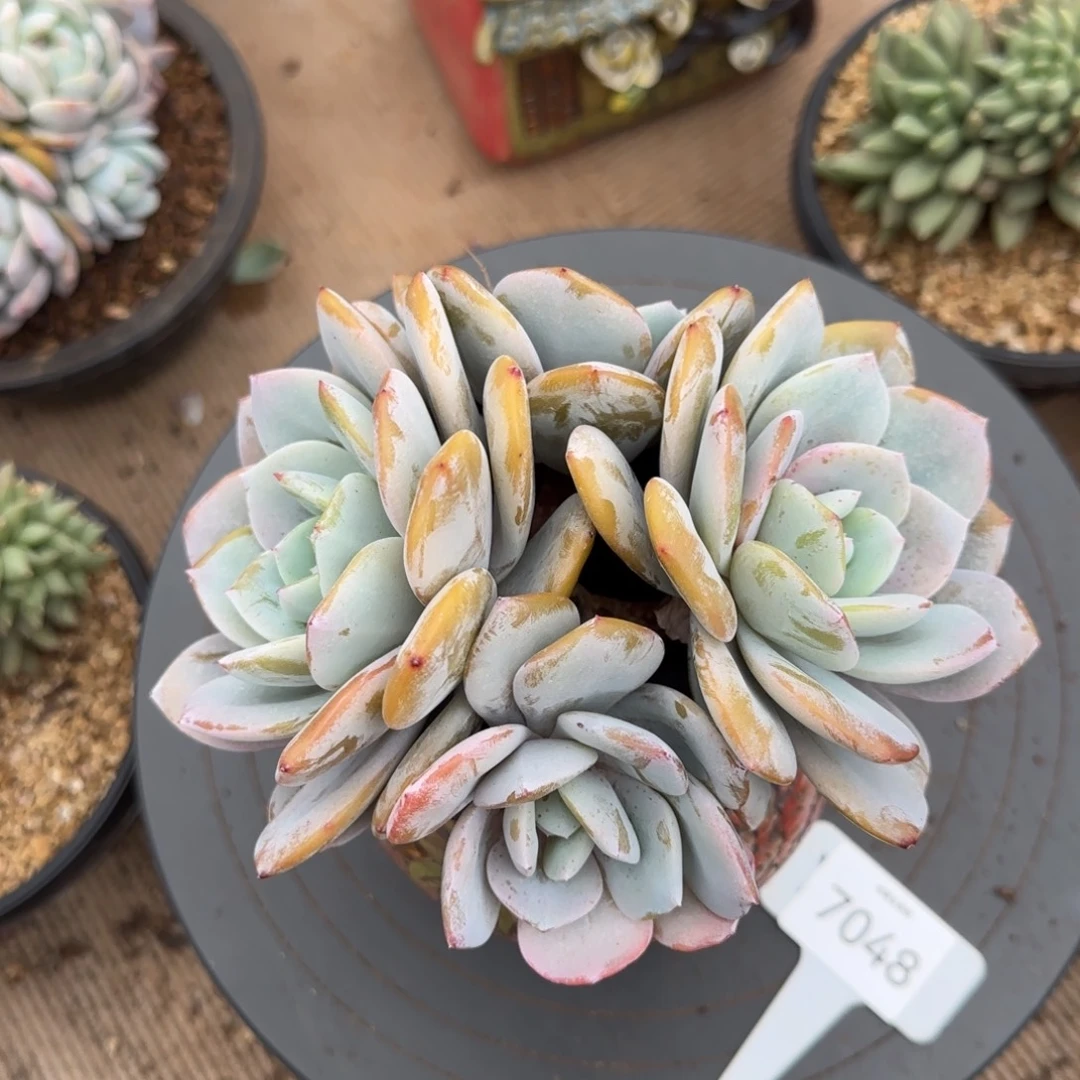 7048。       奶茶四头有砍福利多肉