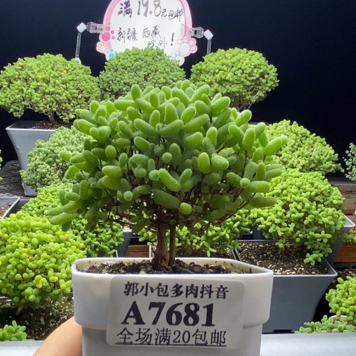 萍***姐蜜橘糖球7681枝干番杏