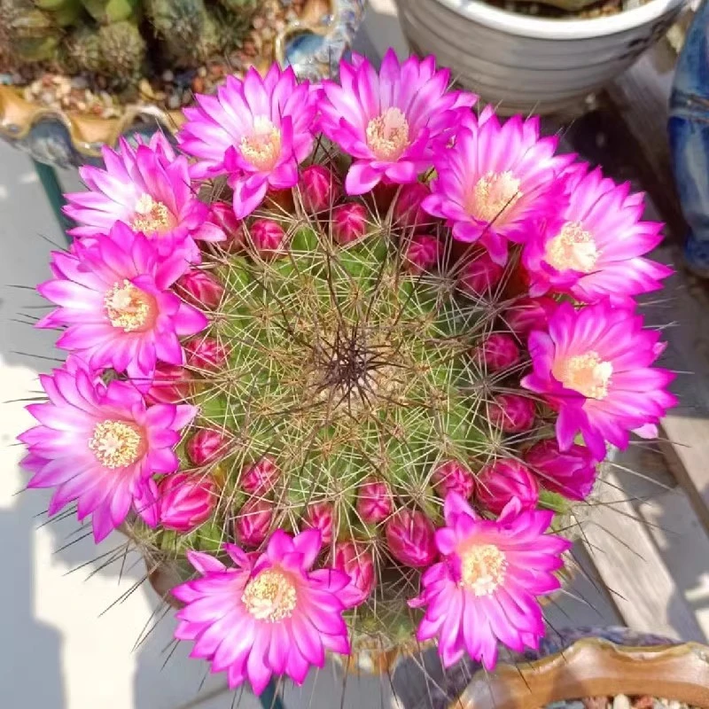 带花苞紫光殿仙人球多肉植物