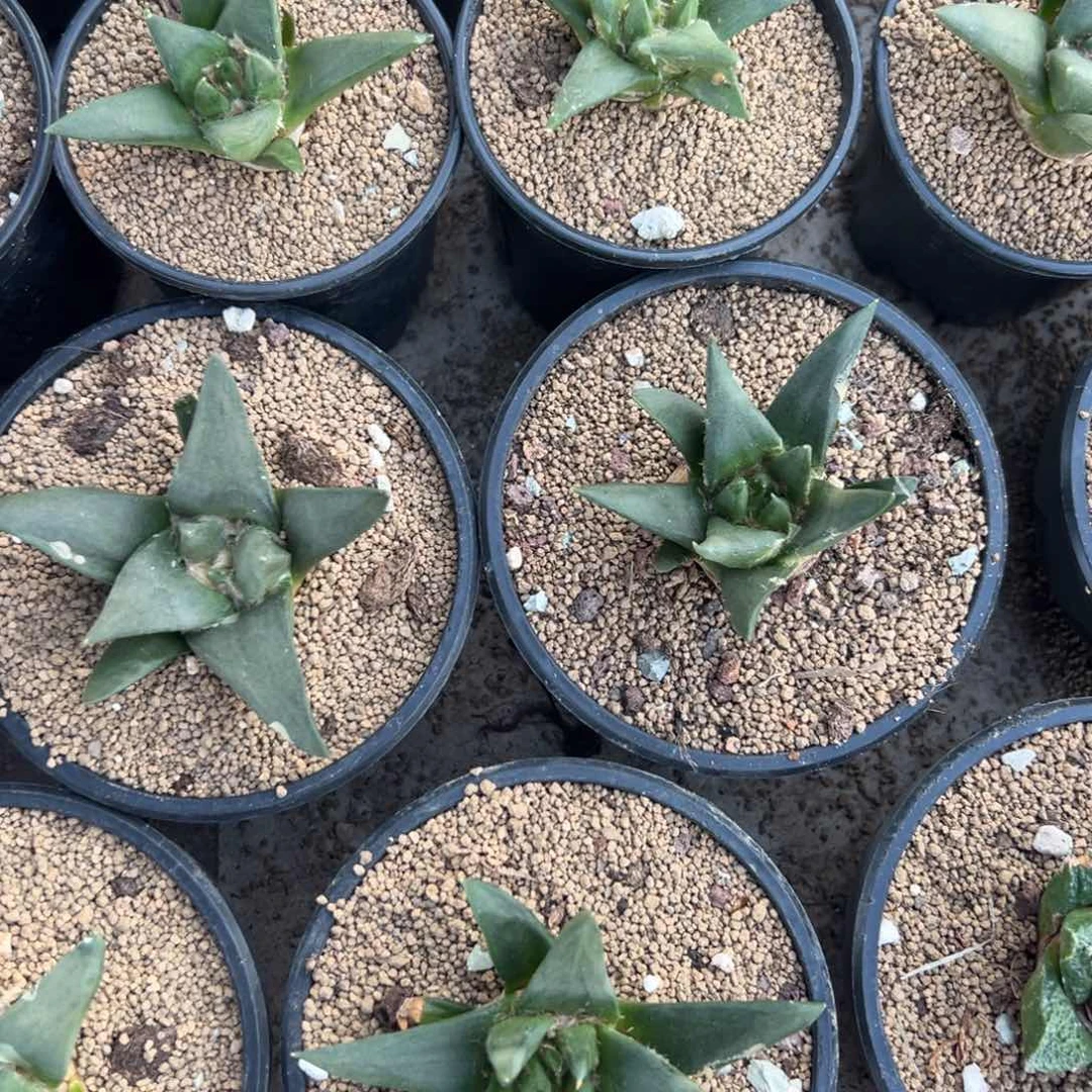 龙牙牡丹多肉植物