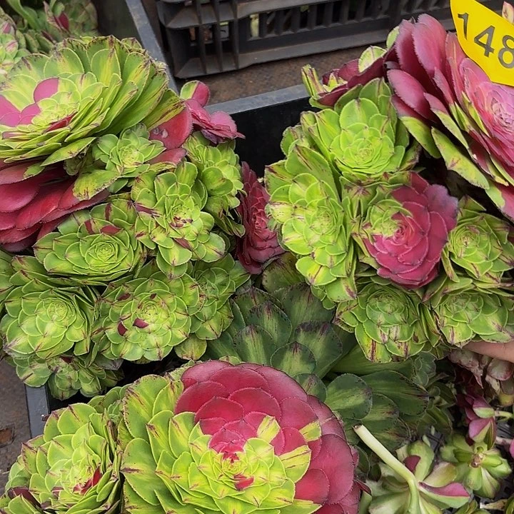 多肉植物知否1480