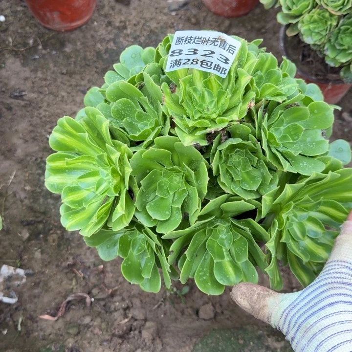 8323二号棚琉璃多肉E