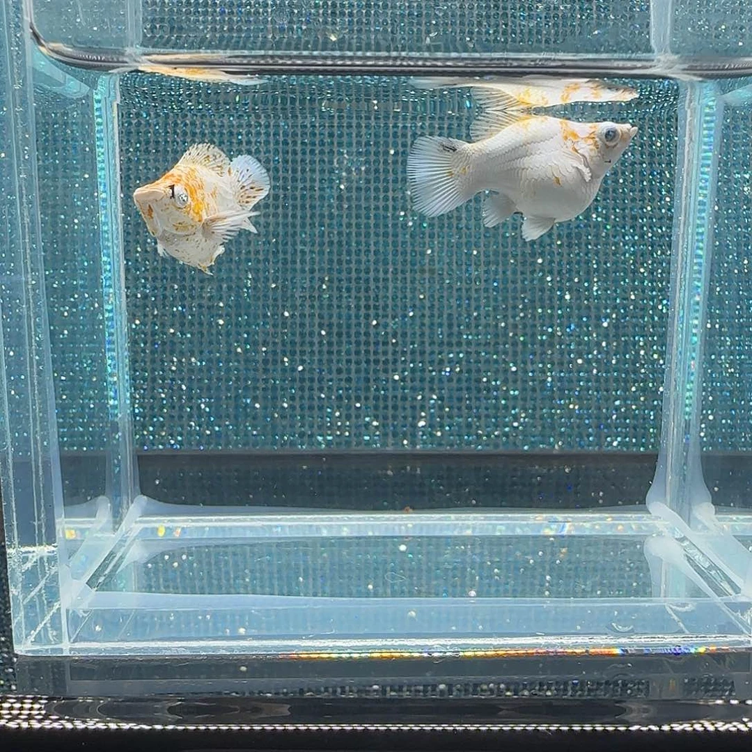 黑玛丽鱼樱花三色钻眼