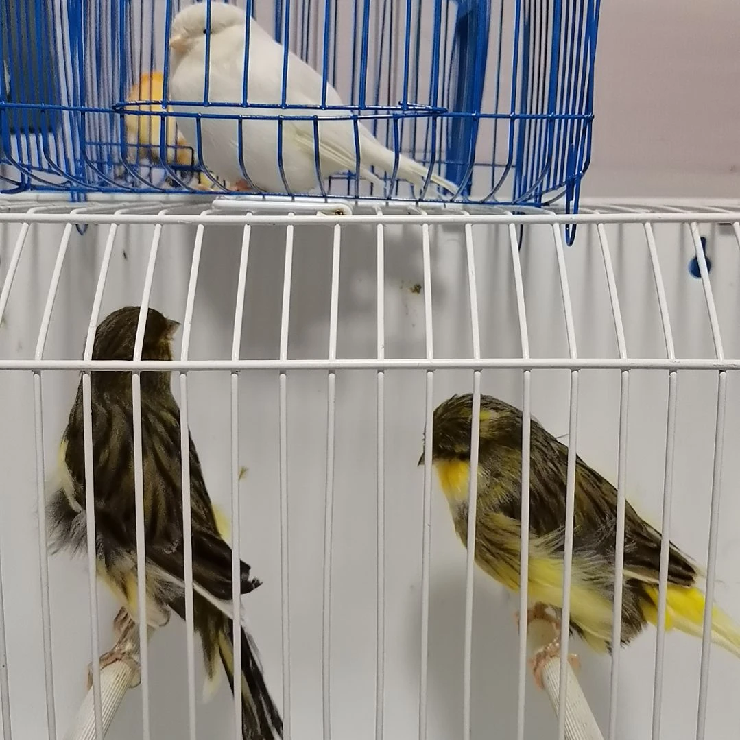 小***业文鸟玉鸟福利多多福利走起来