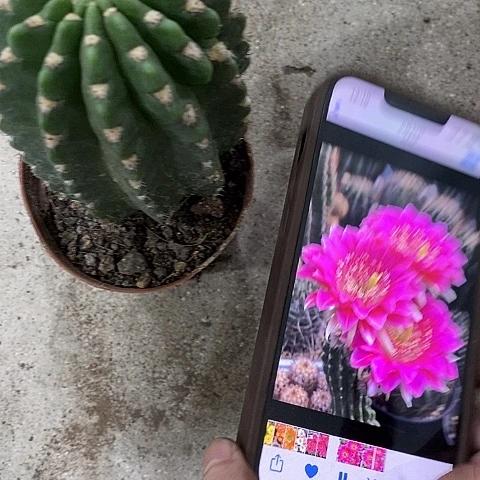 阿尔特娜，高6-10公分左右