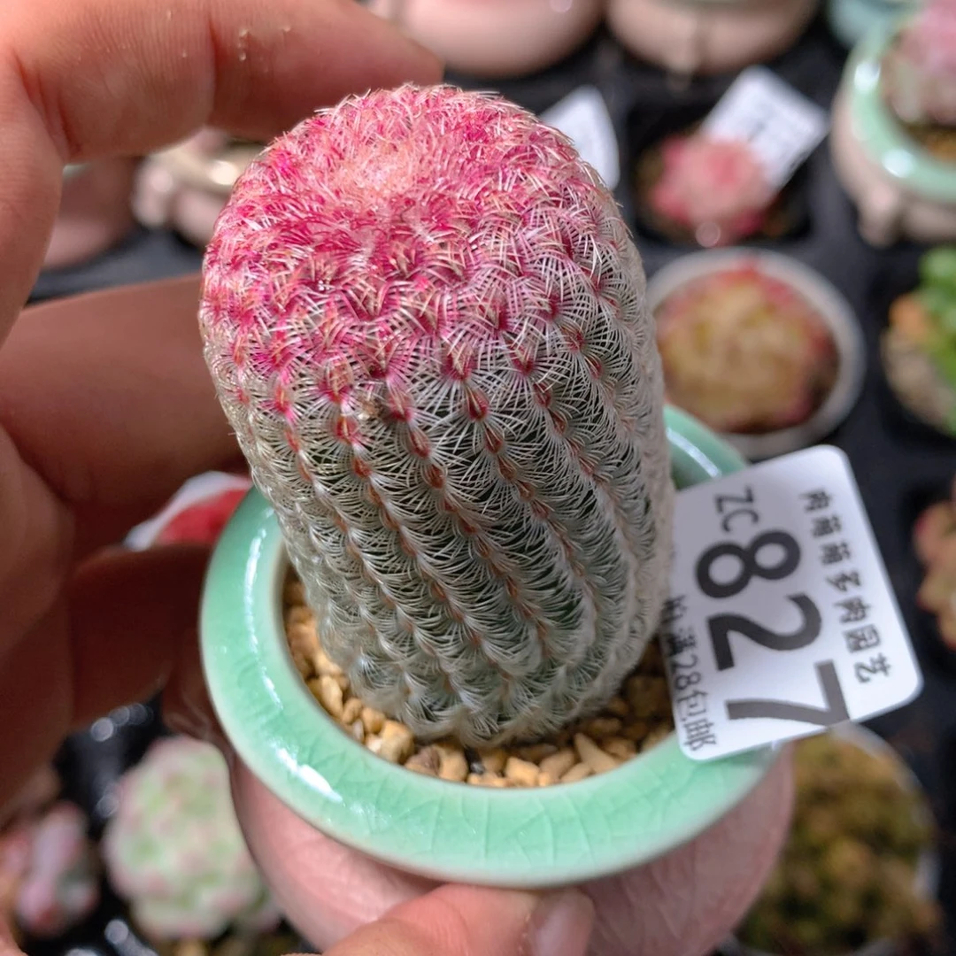 5CM拇指盆精控多肉ZC827