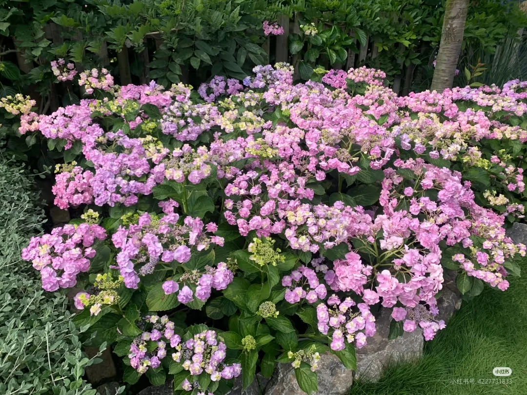 露天绣球【头花】重瓣大花朵-庭院阳台楼顶盆栽地栽