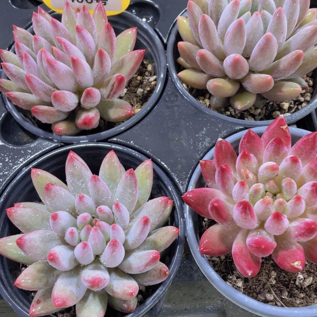 406号 捡漏福利虞美人一个