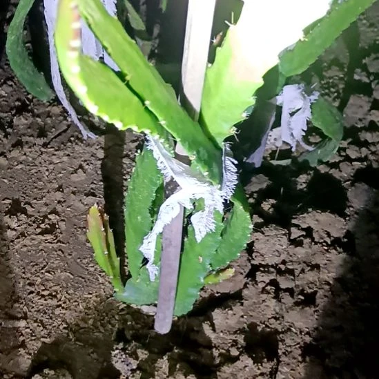 君***杰完全开放令箭何花中国红