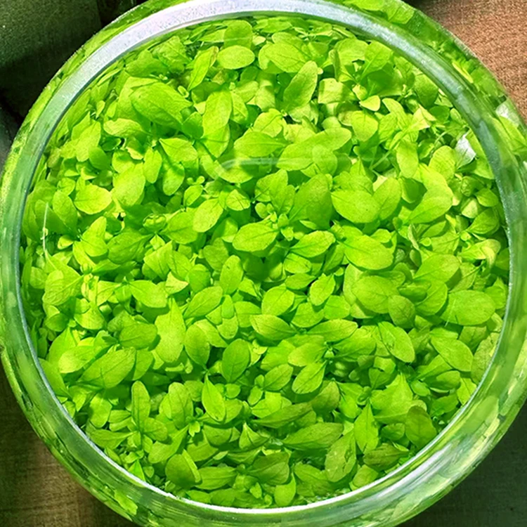 水草种子陶砂粒水草缸生态玻璃鱼缸小型斑马鱼七彩水养鱼缸海草泥