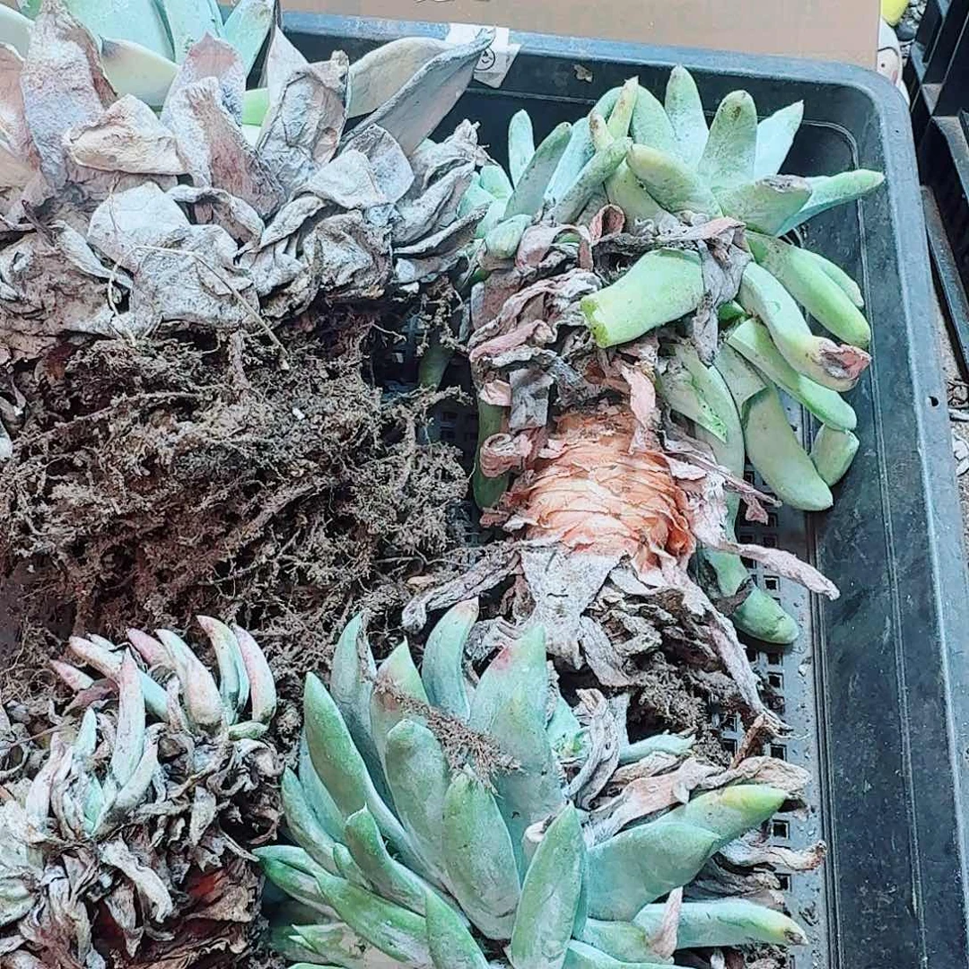 6169瑕疵框拍不售后