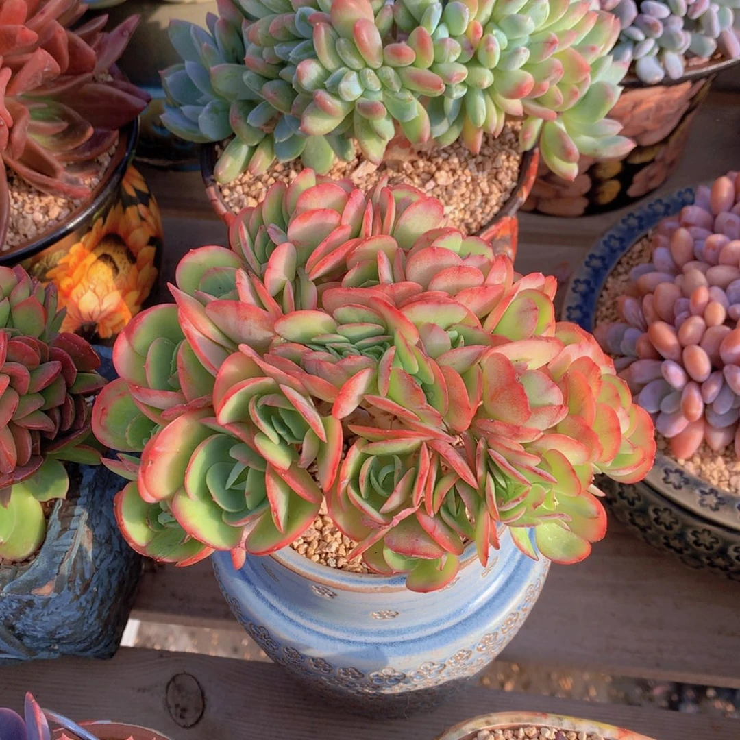 逸园精品多肉碧桃缀