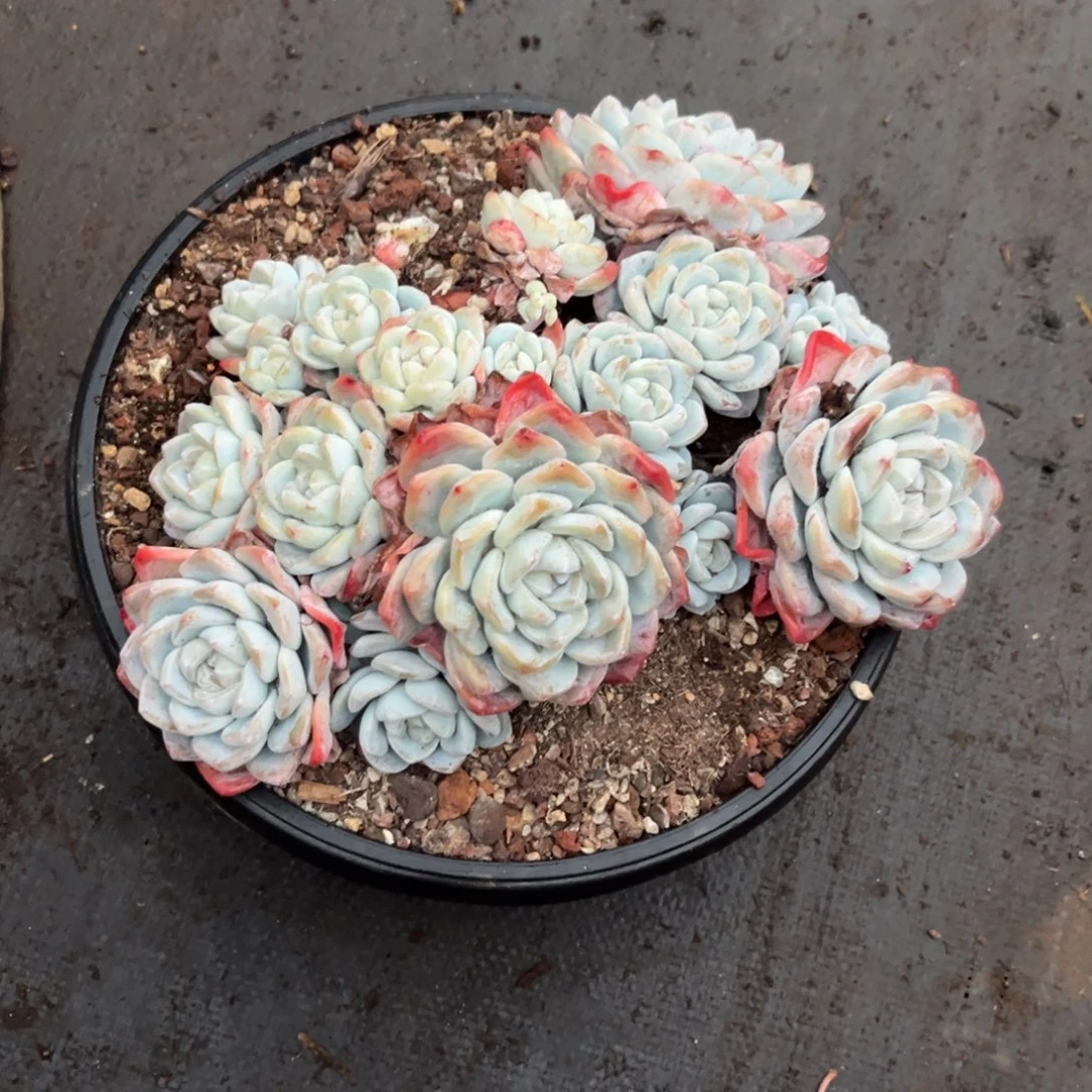 21-10      不包整散