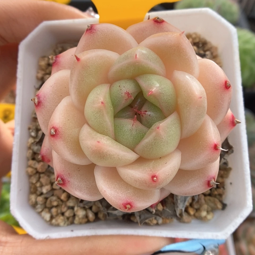 油透麦秆可拍5148号。