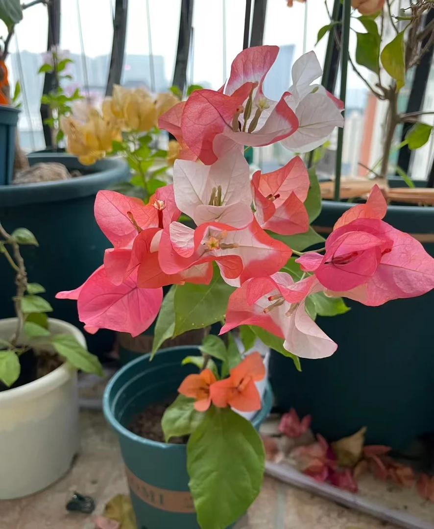 《橙口红》一物一拍三角梅，运输途中落花落叶属于正常现象，介意慎拍