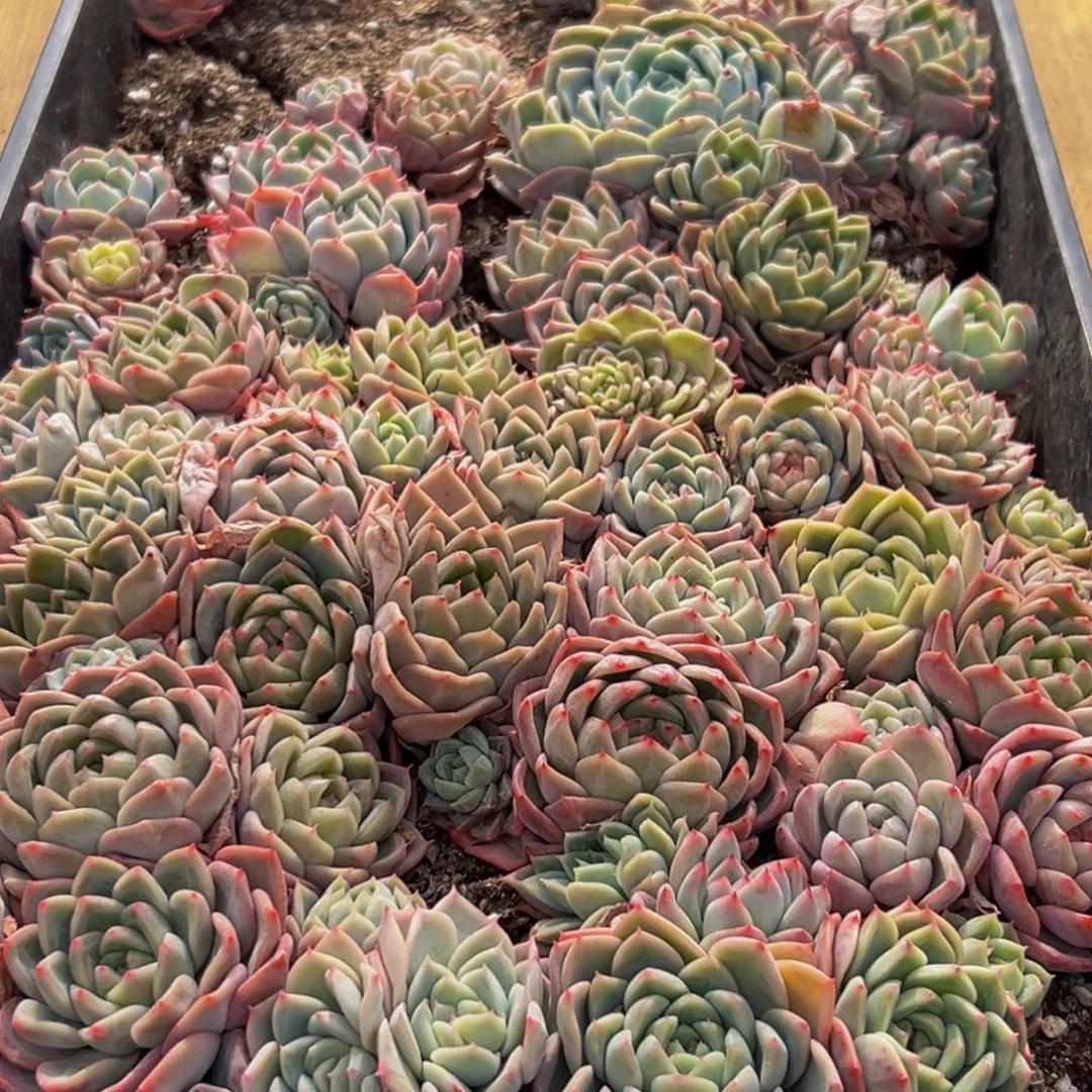 927多肉葡萄的味道是真的很