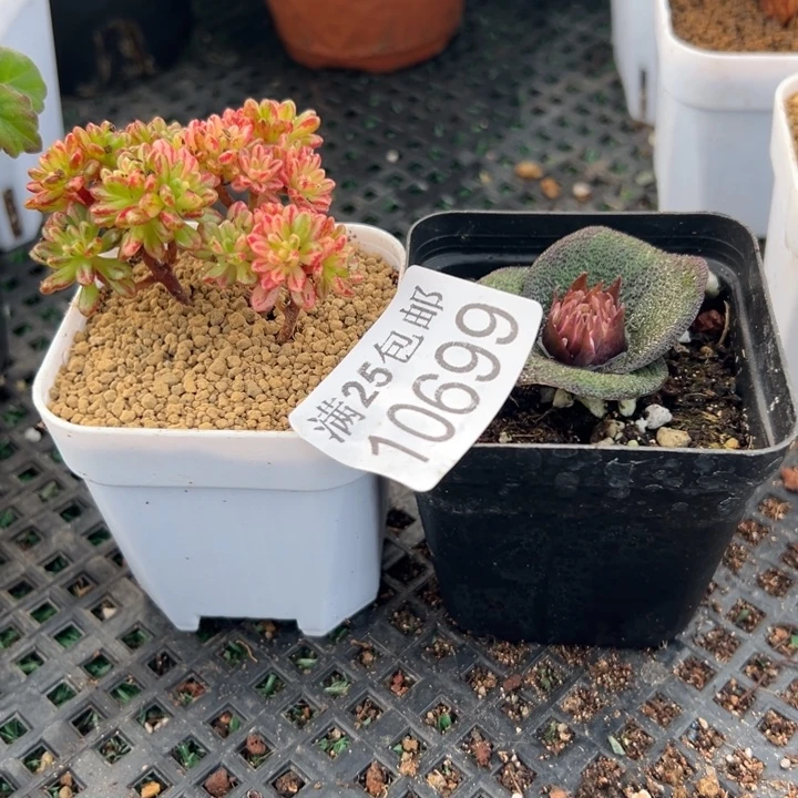 紫镜699，一物一拍带盆