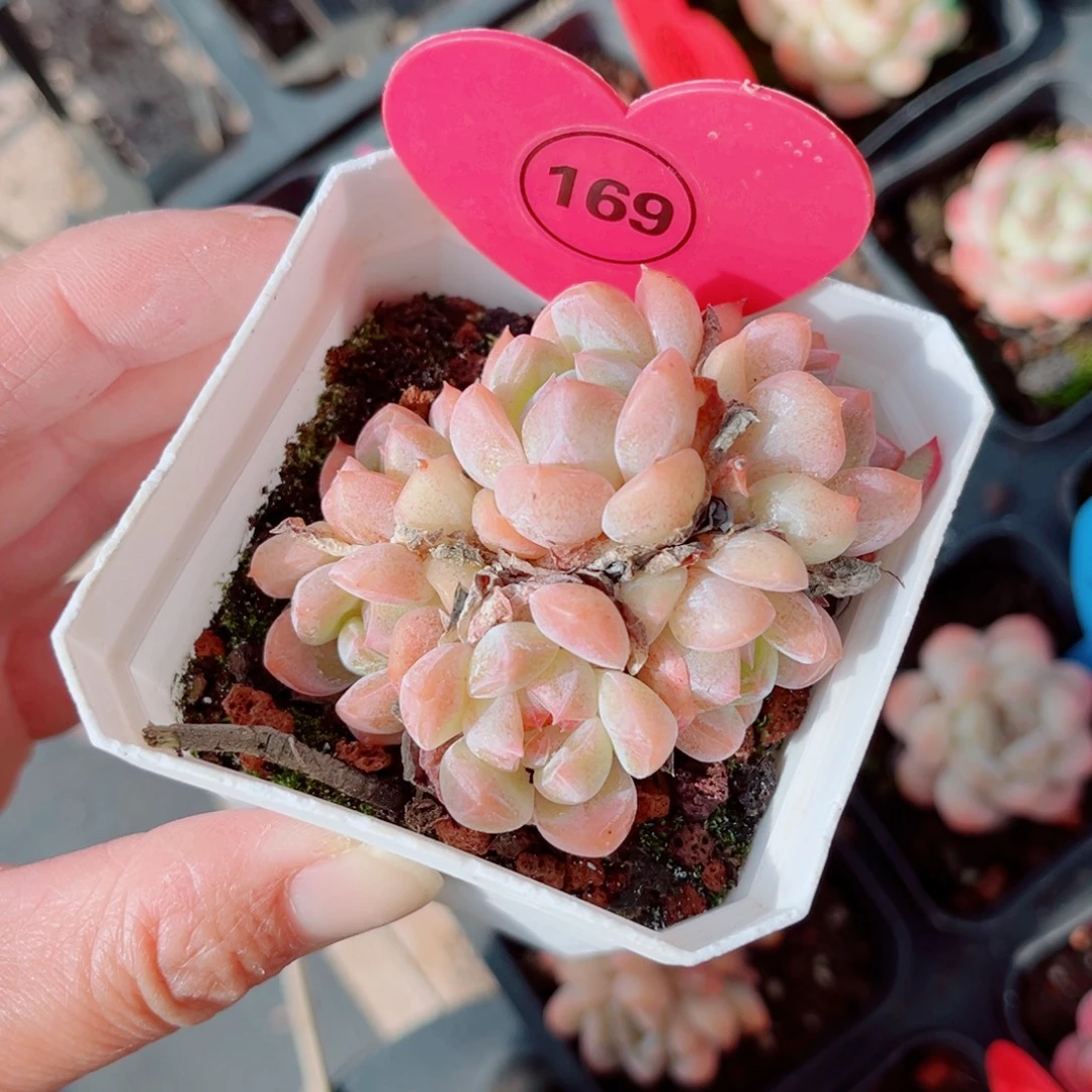 169号小老桩糖心群