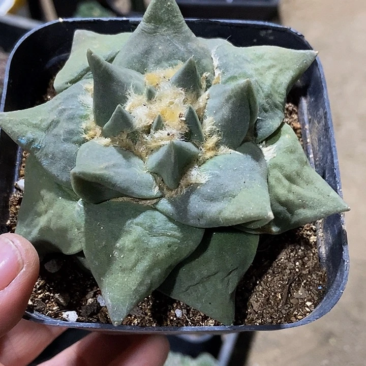 无花朵福利自根大尤龙牙青瓷牡丹620