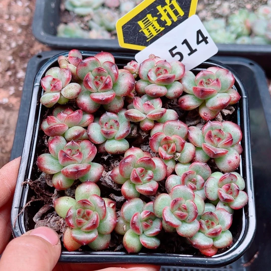 多肉植物多肉植物