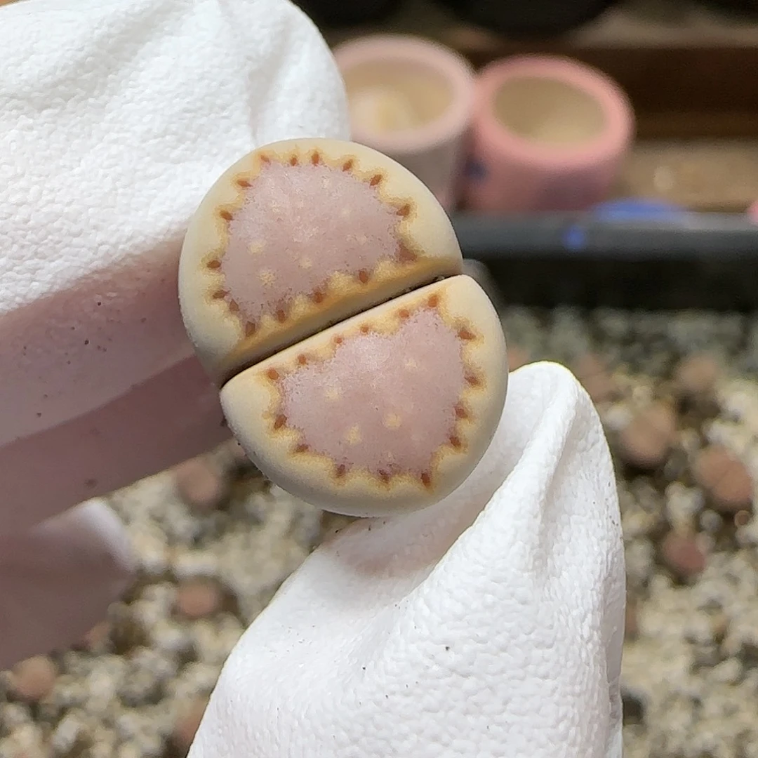 11.17.1621.013粉饼干.9019