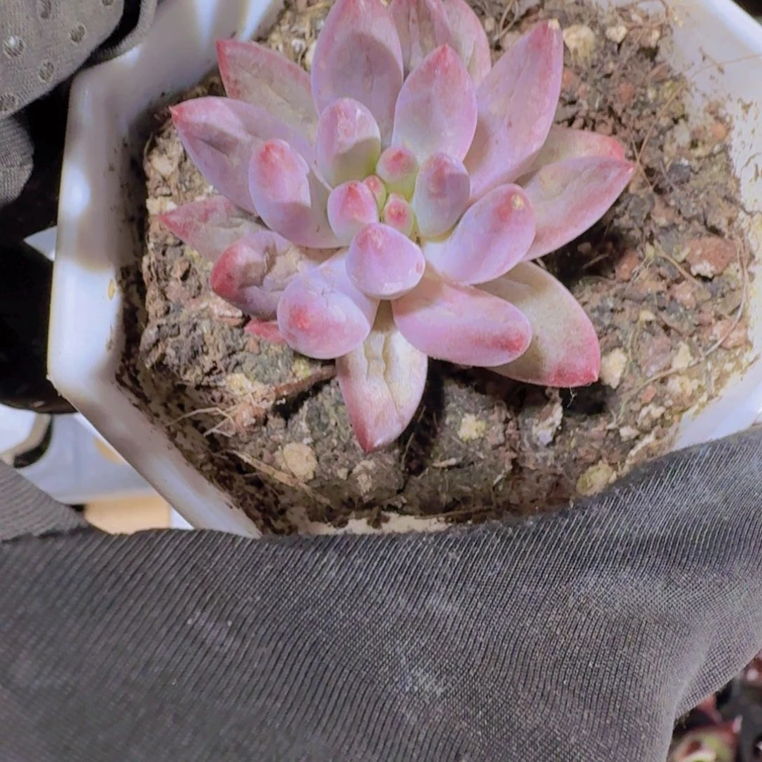 精品虞美人多肉植物