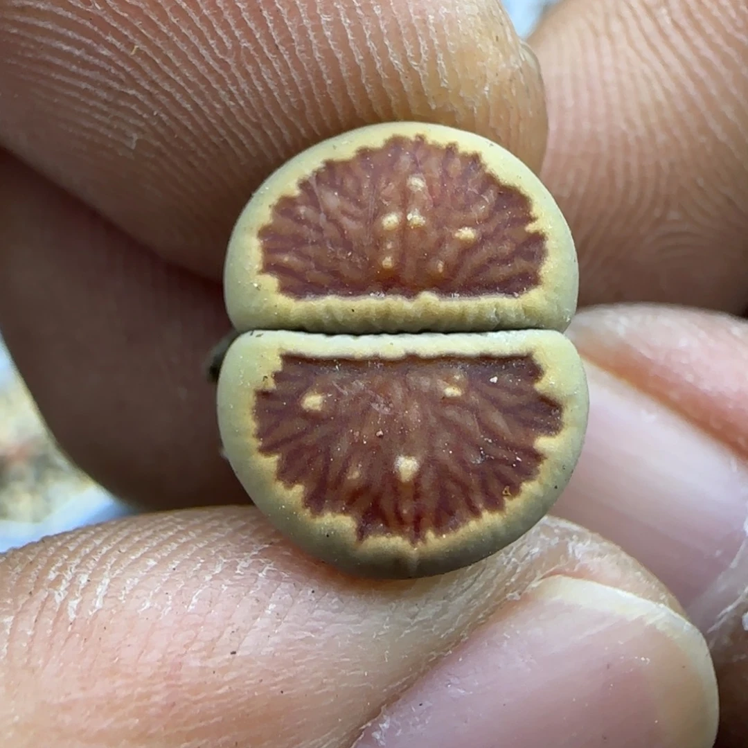 252 生石花大棚直播