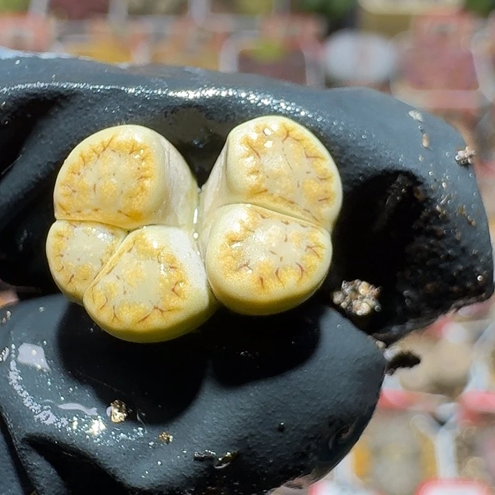 生石花2:：：。    59号