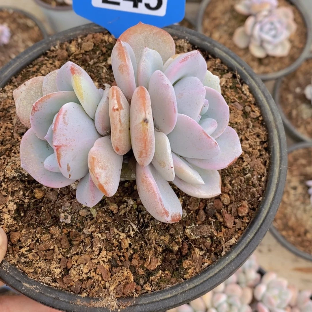 啠*啠245多肉植物1棵