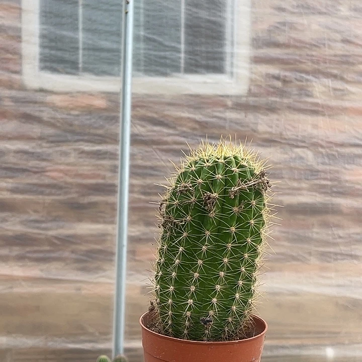 毛花柱毛花柱毛花柱