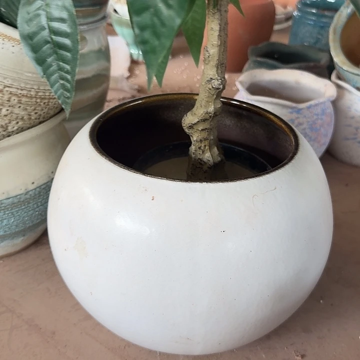 花盆花盆花盆花盆花盆50