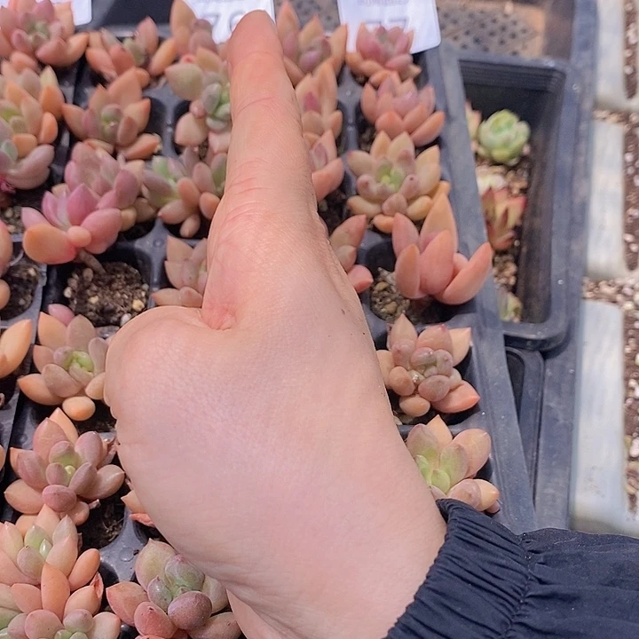 76-77 多肉植物盆栽植物