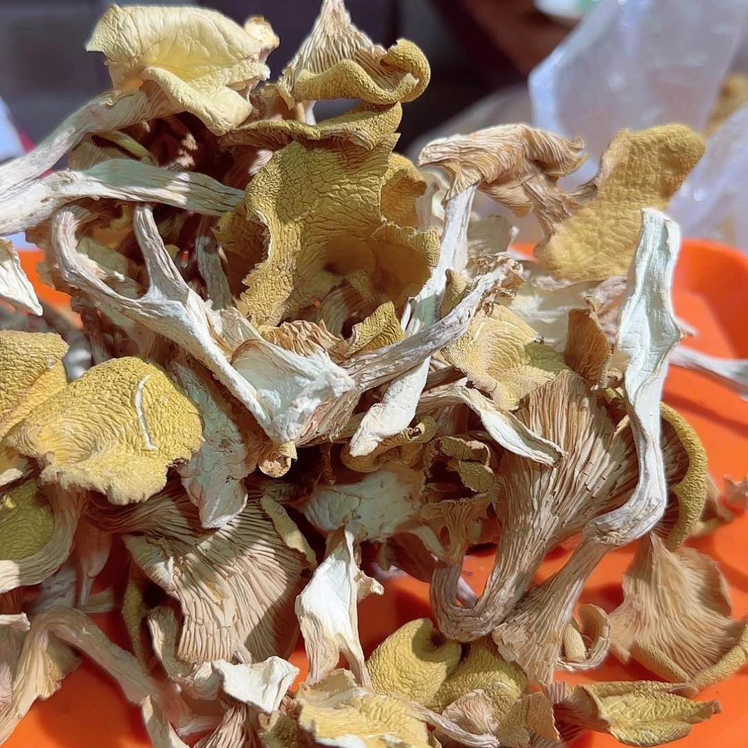 中国大陆鸡油菌100克